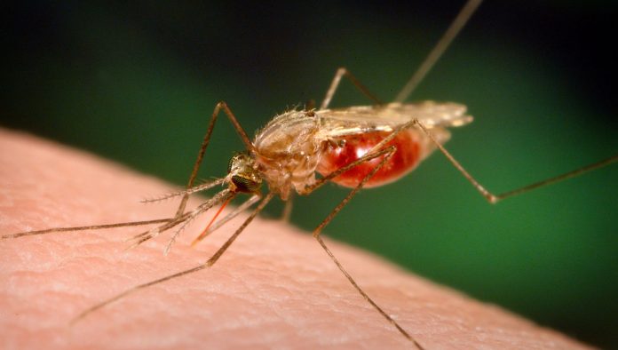 Mosquito Anophele, causador da malária